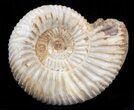 Perisphinctes Ammonite Fossil In Display Case #40006-1